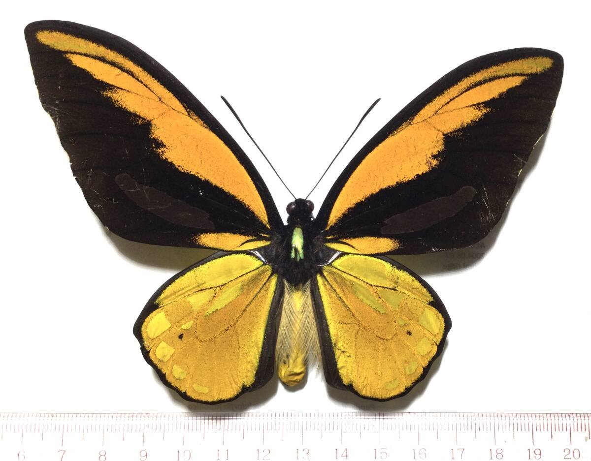 アカメガネトリバネアゲハ 蝶標本 ペア モロタイ島 アカメガネ